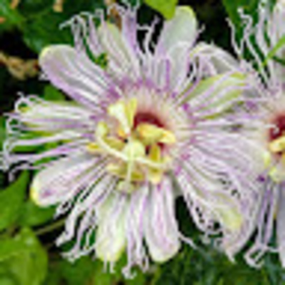 Meet your Posher, Kate - Picture 1 of 1